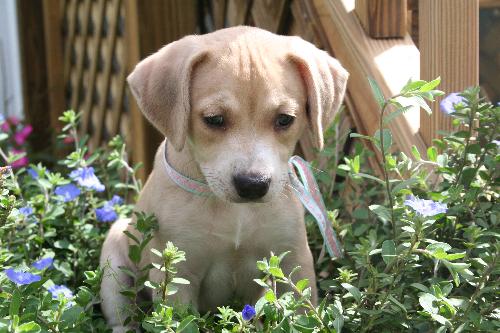 Summer's pup - Kissy