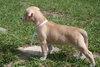 Summer's pup - Kissy