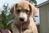 Summer's pup - Kissy