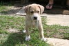 Summer's pup - Kissy