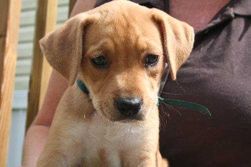 Summer's pup - Green ribbon