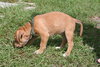 Summer's pup - Green ribbon