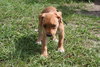 Summer's pup - Green ribbon