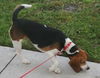 Charlie IV