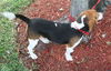 Charlie IV