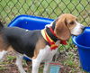 Charlie IV
