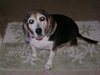 Mitzi