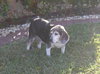 Mitzi