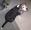 Mitzi
