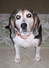 Mitzi