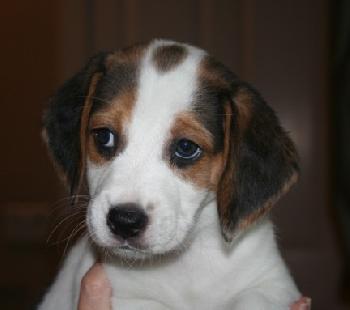 Lulu's pup - Bubbles