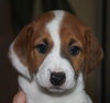 Lulu's pup - Peaches II