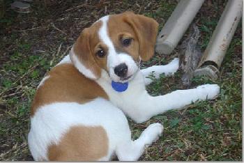 Lulu's pup - Peaches II