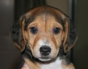 Lulu's pup - Raisin