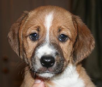 Lulu's pup - Snickers II