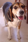Darwin II