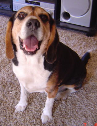 Darwin II