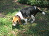 Darla