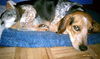 Wiley