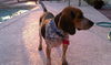 Wiley