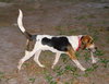 Brutus II