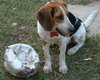 Brutus II