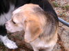 Arwen