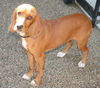 Daisy X