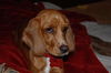 Daisy X