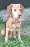 Mazzy