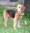 Mazzy