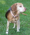 Mazzy