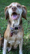 Mazzy