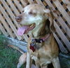 Mazzy