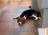 Finley