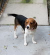 Finley