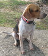 Barney VI