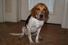 Barney VI