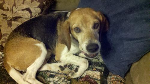 Brewster