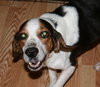 Dudley