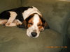 Dudley