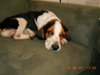Dudley