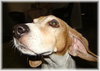 Buster (CL)