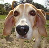 Buster (CL)
