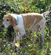 Buster (CL)