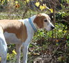 Buster (CL)