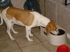 Buster (CL)