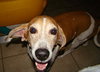 Buster (CL)