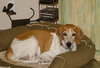 Buster (CL)