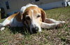 Buster (CL)